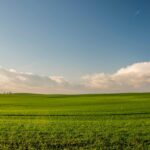 Expansive green meadow under a blue sky with wind turbines in the distance.